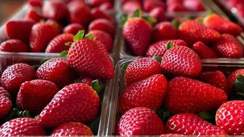 fresas