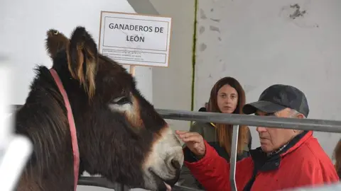El asno zamorano leonés brilla con luz propia en San Vitero