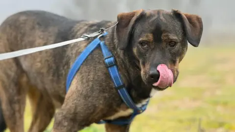 Berta, uno de los perros que se encuentra en el refugio de Animales Abandonados en Toro-Voluntariado