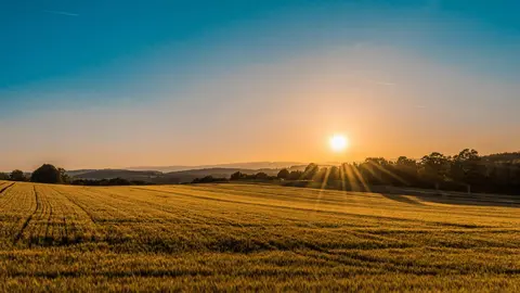 Campo de trigo al atardecer. Fotografía de archivo
