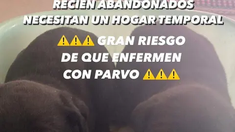 Perros abandonados en Toro