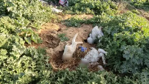 abandono de cadáveres de corderos