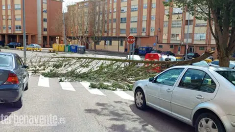 árbol caído en Benavente. Imagen Interbenavente
