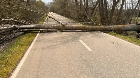 árbol caído por el viento en Santibáñez de Tera. Imagen CEDIDA