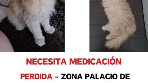 Gata extraviada en Toro