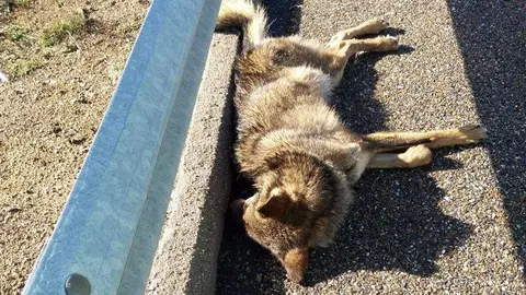 Lobo atropellado en la A 52 en Sanabria ecologistas en acción