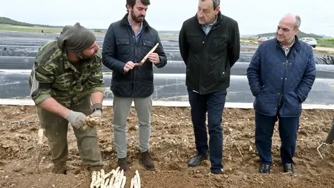 El vicepresidente visita una explotación de espárragos en Tudela