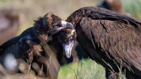 Una pareja de buitres negros. Imagen de archivo