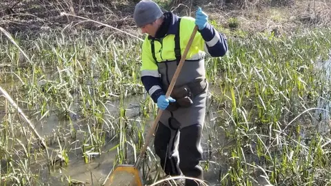 Muestreos río Zapardiel