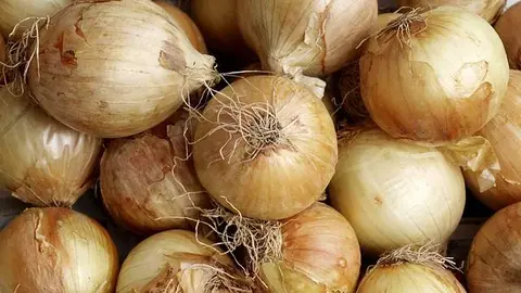 Cebollas. Imagen de archivo