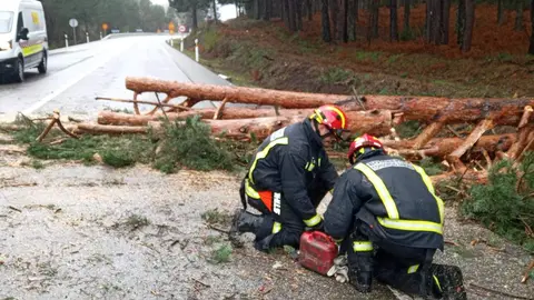 árbol caido en Requejo de Sanabria. Imagen Diputación