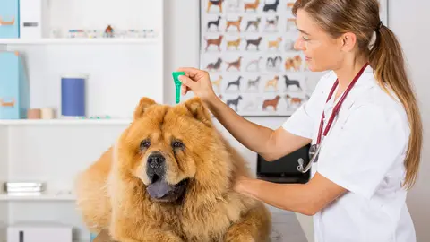 Perro en el veterinario