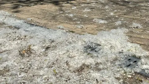 Polen en el parque de León Felipe