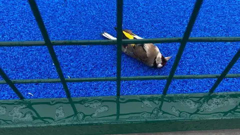 pádel Perilla de Castro