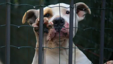 Perro enjaulado. Imagen de archivo