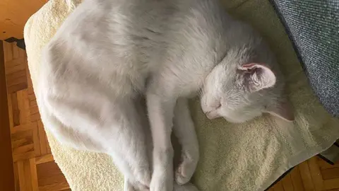 gatita busca a sus dueños en Zamora