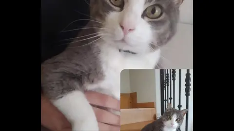 Dino, el gato extraviado en San Frontis