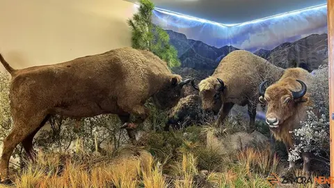 exposición fauna salvaje en Santibáñez de Vidriales 