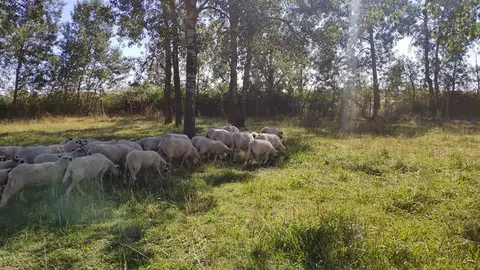 Ovejas, imagen de diputación de zamora. imagen de archivo