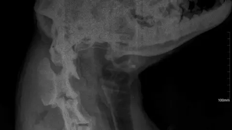 Radiografía del animal