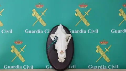 Cabeza de lobo cazada durante la batida en Le&oacute;n. Fotograf&iacute;a: Guardia Civil