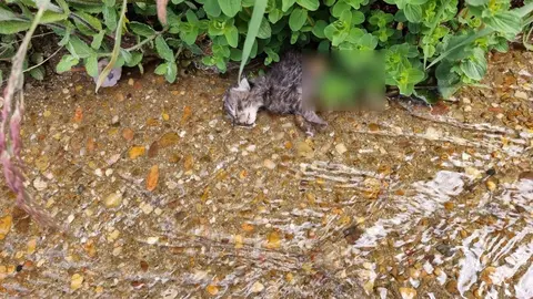 Camada de gatos asesinados en Boya