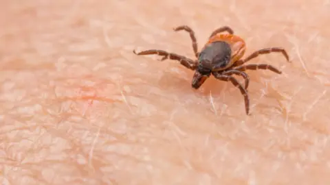 Garrapata. Fotografía de archivo