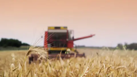 Siega campo de cebada. Fotografía de archivo