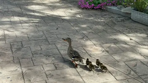 patos en el Barrio de la Aldehuela. IMAGEN CECIDA