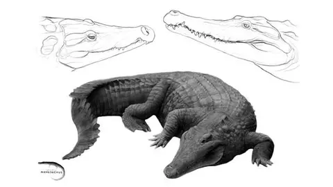 Duerosuchus piscator, perteneciente al extinto grupo de los planocraniidos, Diplocynodon, un cocodrilo emparentado con los caimanes actuales, y una forma cercana a los actuales cocodrilos del Nilo que se había identificado como perteneciente al género Asiatosuchus