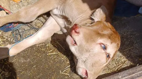 Imagen del ternero bicéfalo nacido en Piñuel de Sayago. Fotografía: CEDIDA