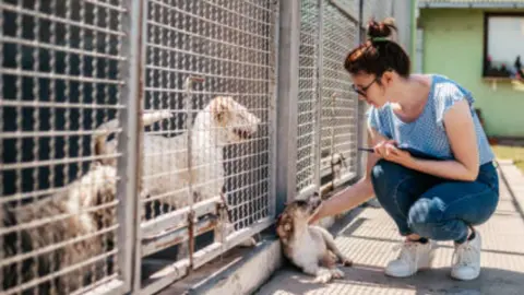 Foto de archivo protectora de animales