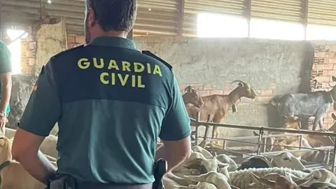 Robo explotación ganadera. Fotografía: GC