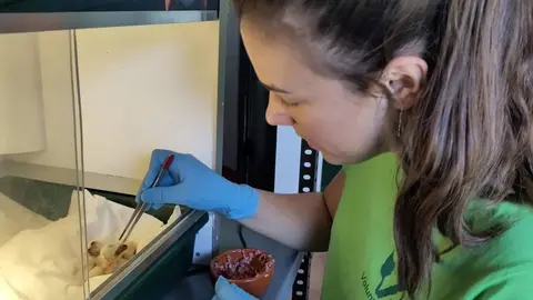 Voluntariado en el CRAS
