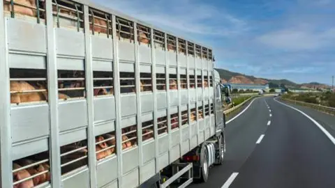 Transporte ganado porcino por carretera