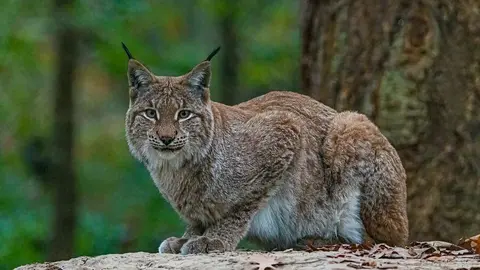 lince ibérico