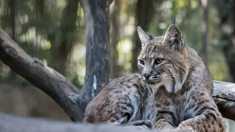 lince ibérico