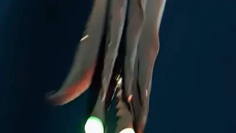 Calamar bioluminescente