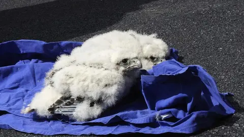 Urraca y Madrigal, las primeras crías de halcones peregrinos nacidas en Zamora