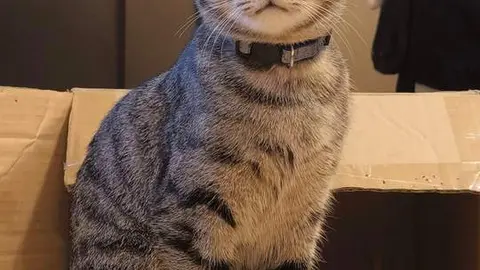 Kity, la gata extraviada en Morales del Vino