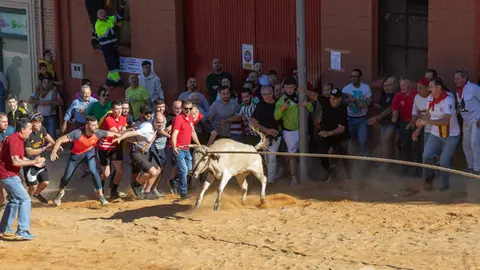 torito del Alba. Interbenavente