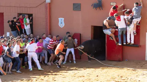 comediante interbenavente toro enmaromado