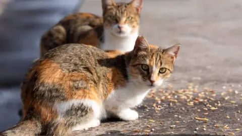 Gatos procedentes de una colonia felina. Fotografía de archivo