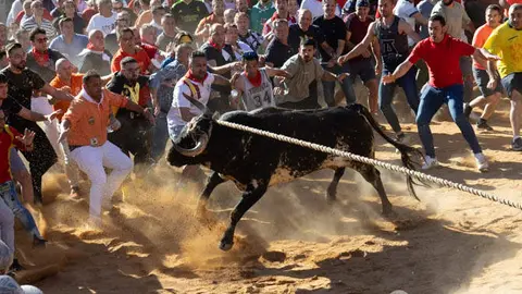 Apacible, el Toro del Alba. Fotografía: Interbenavente