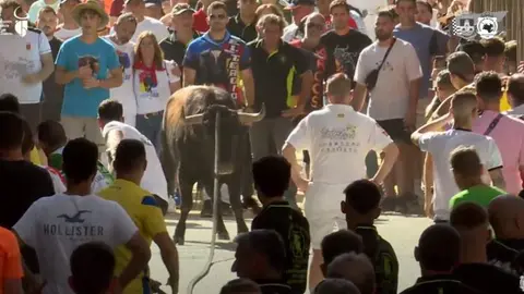 Captura de vídeo de la retransmisión del toro enmaromado de Grazalema (Hermandad de San Marcos)