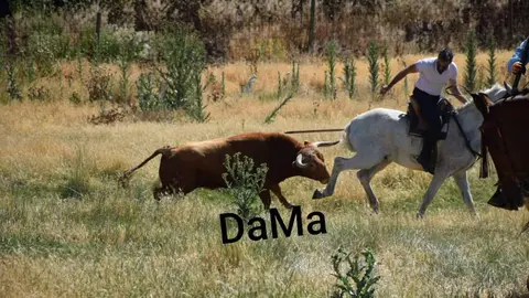 Encierros Vadillo de la Guareña. Fotografía: DAMA