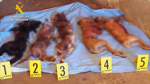 Operación “AMISSA CANEM”