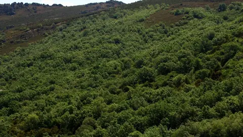 reploblaciones de pinos pirófitos rodeando el tejedelo