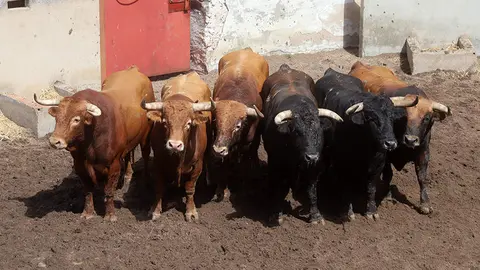 toros sorteo