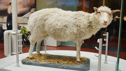 Oveja Dolly - Wikipedia